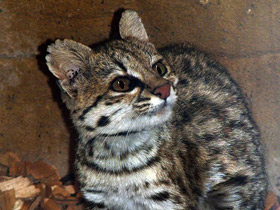 Фото Онцилла