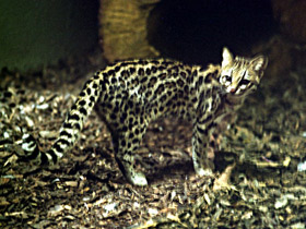 Фото Онцилла