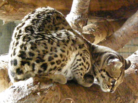 Фото Маргай