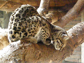 Фото Маргай