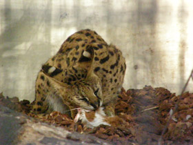 Фото Сервал