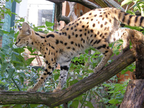 Фото Сервал