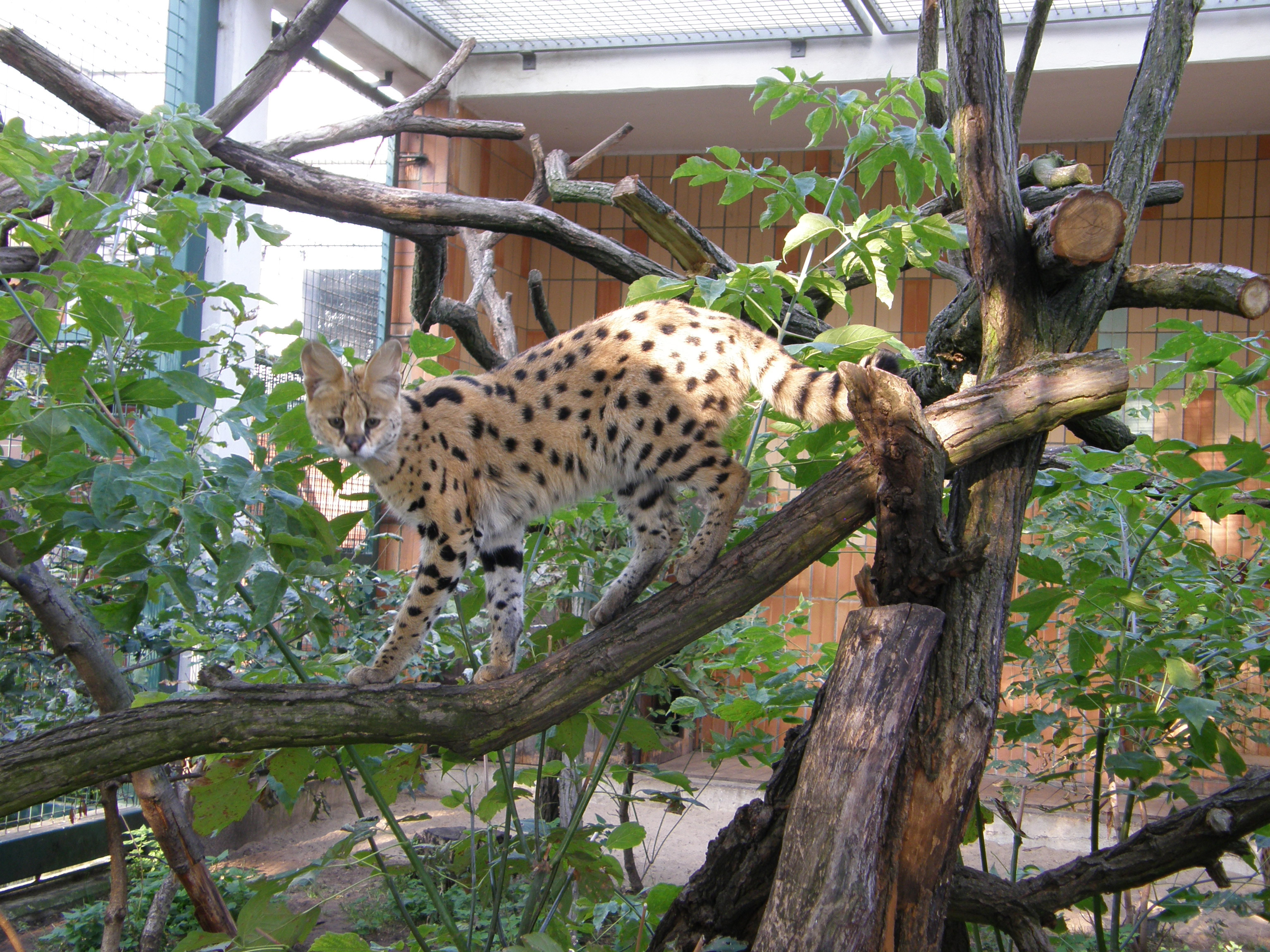 Фото Сервал