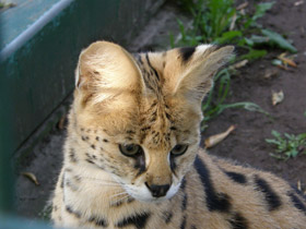 Фото Сервал