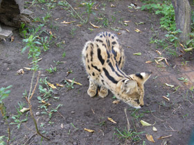 Фото Сервал