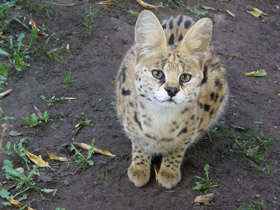 Фото Сервал