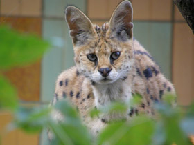 Фото Сервал