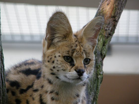 Фото Сервал