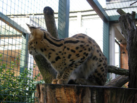 Фото Сервал