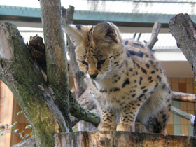 Фото Сервал