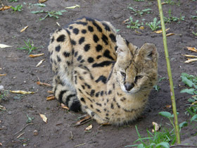 Фото Сервал