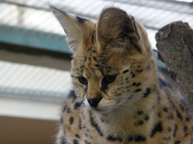 Фото Сервал