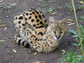 Фото Сервал