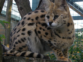 Фото Сервал