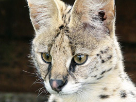 Фото Сервал