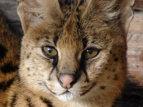 Фото Сервал