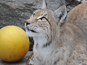 Фото Европейская рысь
