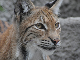 Европейская рысь Европейская рысь