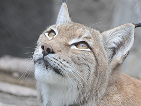 Фото Европейская рысь