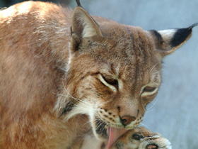 Европейская рысь Европейская рысь