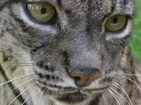 Фото Пиренейская рысь