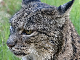 Фото Пиренейская рысь