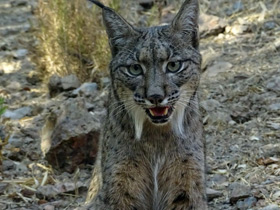 Фото Пиренейская рысь