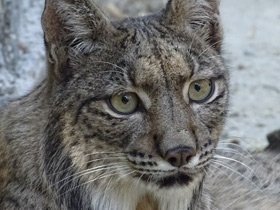 Фото Пиренейская рысь