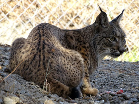 Фото Пиренейская рысь