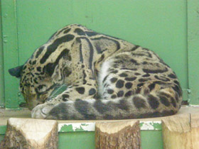 Смотреть фото Дымчатый леопард Фото Дымчатый леопард
