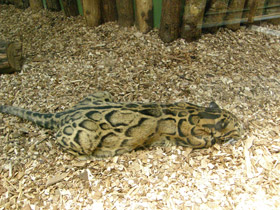 Смотреть фото Дымчатый леопард Фото Дымчатый леопард