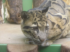 Смотреть фото Дымчатый леопард Фото Дымчатый леопард