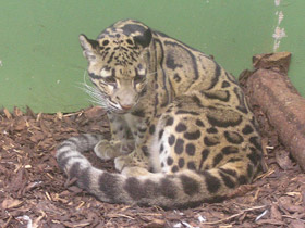 Смотреть фото Дымчатый леопард Фото Дымчатый леопард