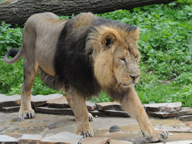 Смотреть фото Лев Фото Лев