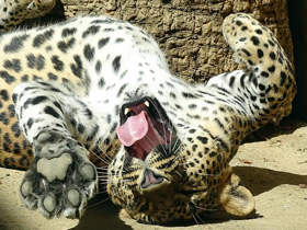 Фото Леопард