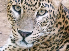 Фото Леопард