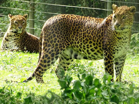 Фото Леопард