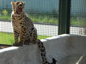 Смотреть фото Амурский леопард Фото Амурский леопард