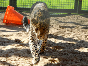 Смотреть фото Амурский леопард Фото Амурский леопард
