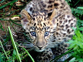 Амурский леопард