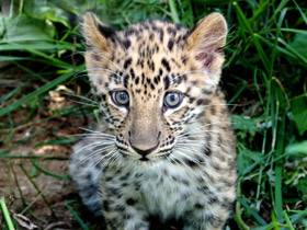 Смотреть фото Амурский леопард Фото Амурский леопард