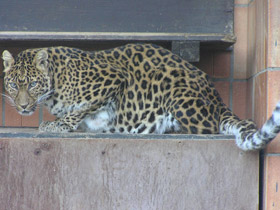 Смотреть фото Амурский леопард Фото Амурский леопард