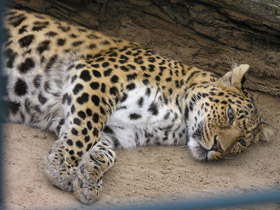 Смотреть фото Амурский леопард Фото Амурский леопард