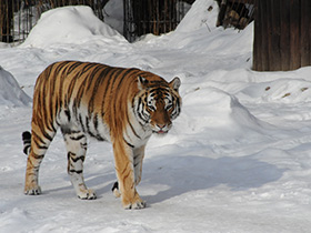 Смотреть фото Амурский тигр Фото Амурский тигр