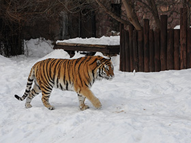 Смотреть фото Амурский тигр Фото Амурский тигр