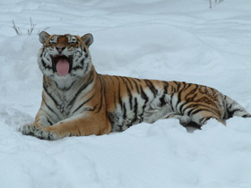 Амурский тигр Амурский тигр