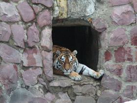 Амурский тигр