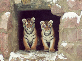 Смотреть фото Амурский тигр Фото Амурский тигр