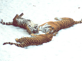 Амурский тигр