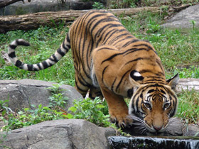 Фото Тигр